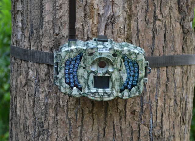 Фотоловушка в лесу Фотоловушка