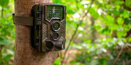 Аренда фотоловушек